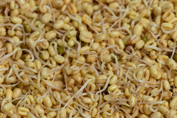 Home sprouted mung bean with removed green skin. Selective focus. Abstract background texture. 