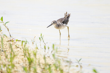 Grünschenkel watet bei der Suche nach Nahrung durch das flache Wasser