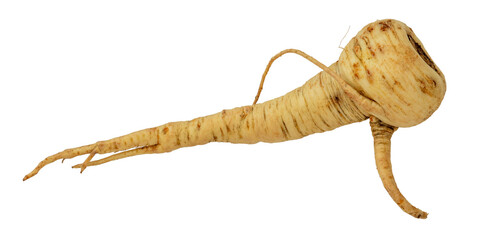 Fototapeta premium A parsnip root isolated on white background. A vegetable high in vitamins, antioxidants, and minerals.