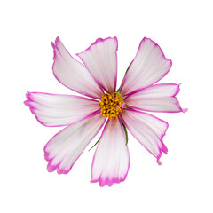Top view of a white-pink cosmos flower isolated on a white background.