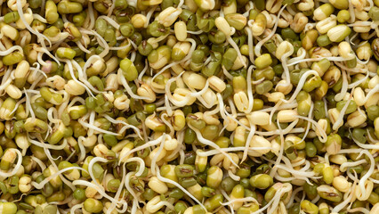 Home sprouted mung bean. Abstract background texture. 