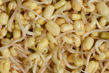 Close-up view of home sprouted mung bean with removed green skin. Abstract background texture. 