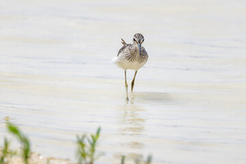 Grünschenkel watet bei der Suche nach Nahrung durch das flache Wasser