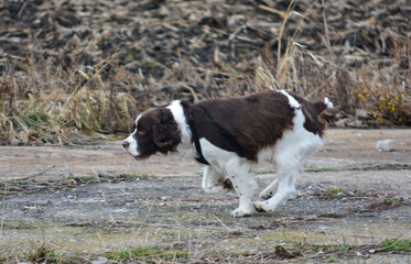 Moxie, adopted rescue ESS. 1st time not afraid to get in brush, get wet & dirty. Chew stick to...