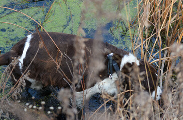 Moxie, adopted rescue ESS. 1st time not afraid to get in brush, get wet & dirty. Chew stick to...