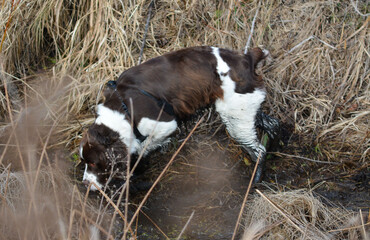 Moxie, adopted rescue ESS. 1st time not afraid to get in brush, get wet & dirty. Chew stick to...