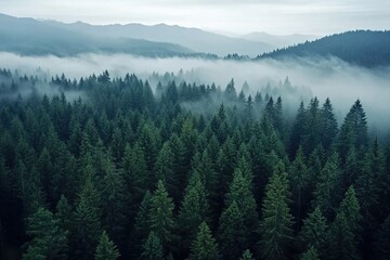 Fototapeta premium A panoramic view of the dense forest, with mist rising from its trees and hills in the background.