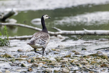Weißwangengans am Weg ins Wasser