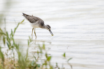 Grünschenkel pickt Nahrung aus dem flachen Wasser