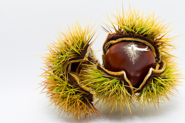 Group of chestnuts with spines on them. Green chestnut with white background. A prickly nut lying on a white background. A prickly green nut lying on a lifestyle white background.