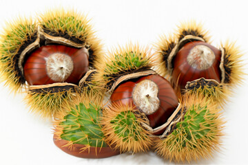 Group of chestnuts with spines on them. Green chestnut with white background. A prickly nut lying on a white background. A prickly green nut lying on lifestyle a white background.