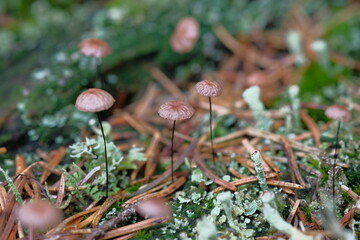 Small mushrooms in a meadow among pine needles.
