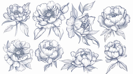 Hand Drawn Peony Flowers Set Illustration in Line Drawing Style