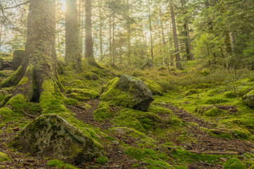 Fototapeta premium A forest with moss and rocks