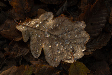 A leaf with water droplets on it is on the ground