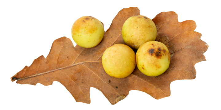 Galls (cecidia) on an oak leaf isolated on white background. Oak galls caused by Cynips quercusfolii.
