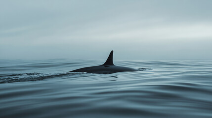 Orca whale is showing its dorsal fin while swimming in the ocean, creating a sense of awe and wonder