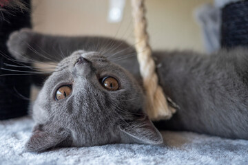 Gato British Short Hair jugando
