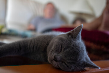 Gatito durmiendo