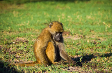 A Cape baboon, also known as a charm baboon, in a nature reserve in Zimbabwe