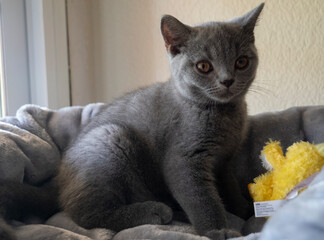 Gatito British Short Hair