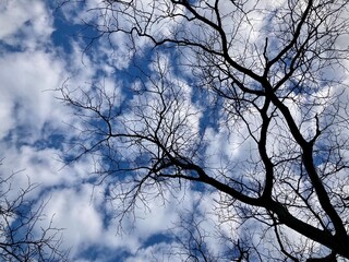 winter tree branches against sky