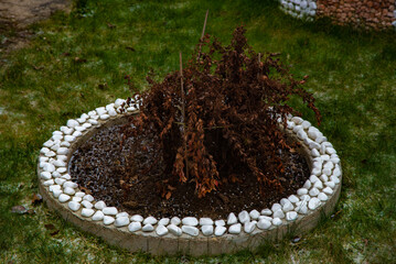 A circular garden bed bordered with white pebbles, featuring a dry, withered plant in the center, set on a grassy backyard.