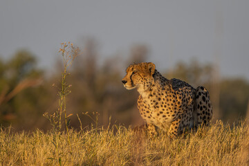 Naklejka premium Wild cheetah crouches in Moremi, Botswana