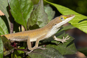 lizard on a tree