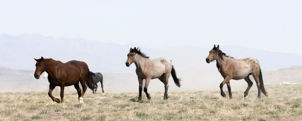 Wild Hosses in the Utah Desert
