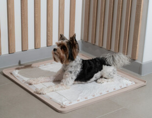 A dog curiously sniffs around a soft tray placed on the floor, highlighting a calm indoor setting