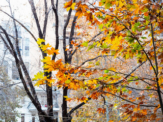 colorful leaves and building in winter twilight