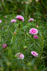 pink cosmos flower