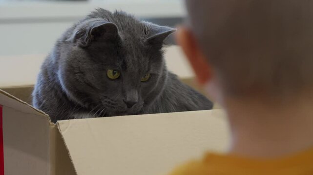 Child playing with domestic cat. Adult gray cat sitting in cardboard box and playing with little boy.