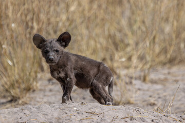 African wild dog pup