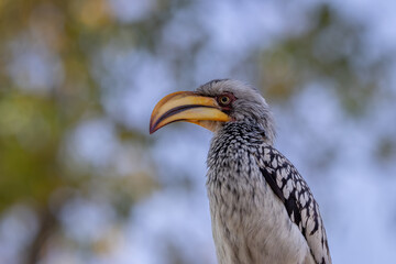 Southern yellow-billed hornbill 