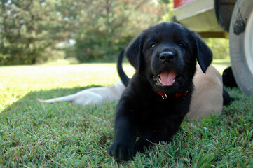 black labrador retriever