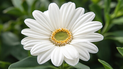 Delicate daisy with white petals, flower blossom in floral bloom, spring nature through summer plant life, botanical meadow with fresh charm.