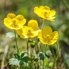 Fototapeta premium Yellow buttercups bloom in a meadow closeup.