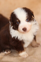 Cute brown and white puppy is sitting on a blanket
