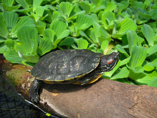 Obraz premium Turtle resting on log near green water plants