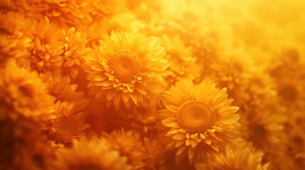 Obraz premium Golden sunflowers in full bloom bathed in warm sunlight, creating a vibrant and serene atmosphere. The soft focus and golden hues evoke feelings of warmth and tranquility, AI