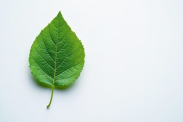 Fototapeta premium single green leaf lying on pristine white background symbolizing simplicity and sustainability
