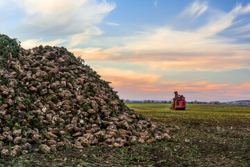 A large pile of sugar beets in the field. Beet harvester harvests sugar beet