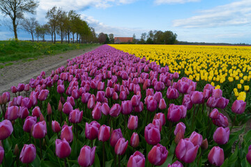 Famouse dutch violet tulip field with rows in sunny day with blue sky