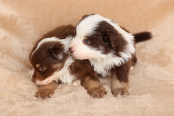 Two puppies are lying on a blanket, one of which is brown and white