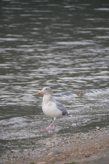 Seagull at Kilby Park Campground during a fall season in Harrison Mills, British Columbia, Canada