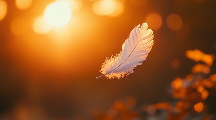 Naklejka premium White feather floats in sunset light.