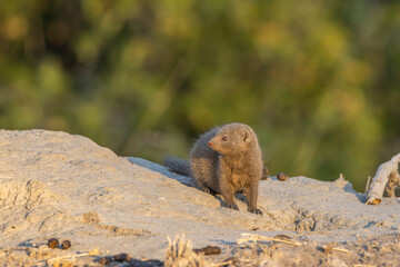 Dwarf mongoose in Moremi, Botswana