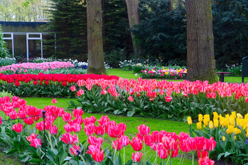 Obraz premium Colorful growing red, pink, red, violet tulips flowerbed in spring formal garden